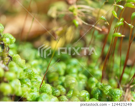 春季苔蘚芽生長 04 124423249