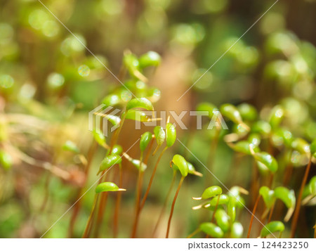 春季苔蘚芽生長 05 春季苔蘚芽生長 05 124423250