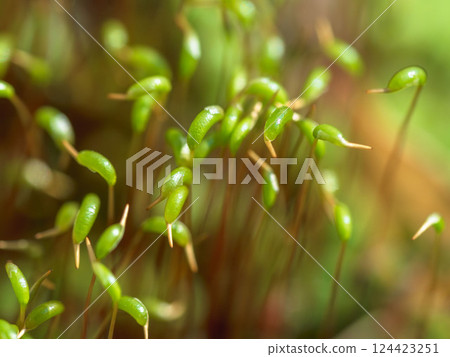 春季苔蘚芽生長 06 春季苔蘚芽生長 06 124423251