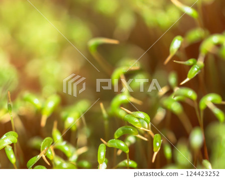 春季苔蘚芽生長 07 春季苔蘚芽生長 07 124423252