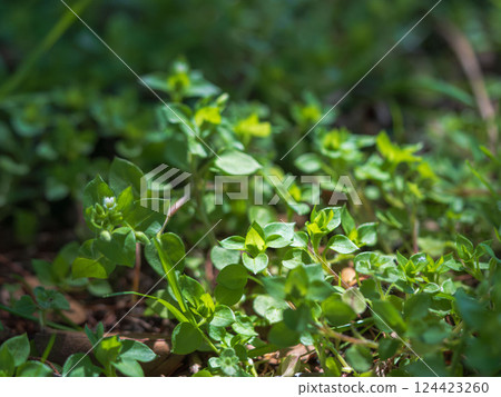White chickweed flowers blooming in the forest 09 White chickweed flowers blooming in the forest 09 124423260