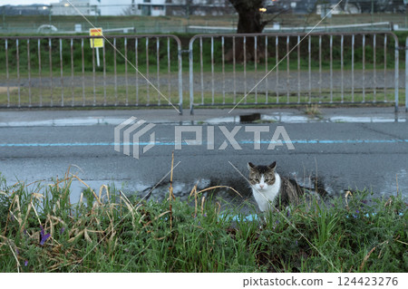 Tabby cat playing on the roadside Tabby cat playing on the roadside 124423276