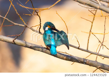 A kingfisher preening on a branch at the waterside of the landscaped pond (boat pond) in Kawagoe Aquatic Park, Kawagoe City, Saitama Prefecture 124423320