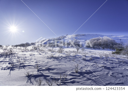 霧峰高原的春天，樹冰與車山在朝陽下閃閃發光 124423354