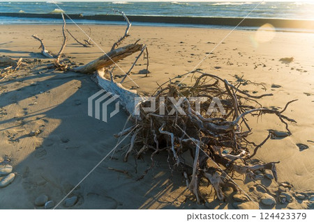Driftwood ashore on the coast Driftwood ashore on the coast 124423379