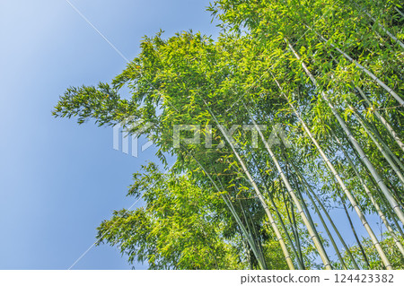 直上藍天的綠色竹林 124423382
