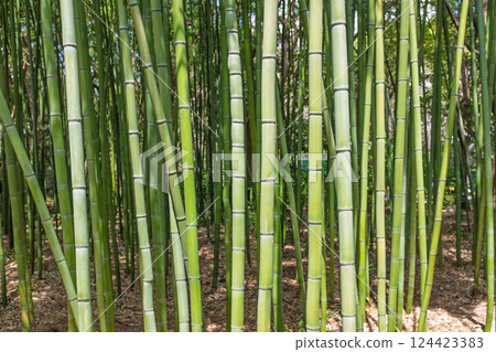 陽光下的翠綠色竹林 陽光下的翠綠色竹林 124423383
