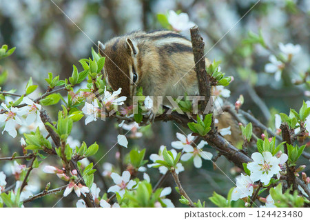 Chipmunk eating Prunus tomentosa flowers 124423480