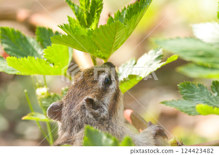 A squirrel thinking about eating green leaves 124423482