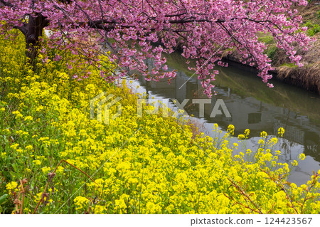 Washinomiya, Kuki City, Saitama Prefecture View of Kawazu cherry trees in full bloom and field of rape blossoms along the Aokebori River Washinomiya, Kuki City, Saitama Prefecture View of Kawazu cherry trees in full bloom and field of rape blossoms along the Aokebori River 124423567