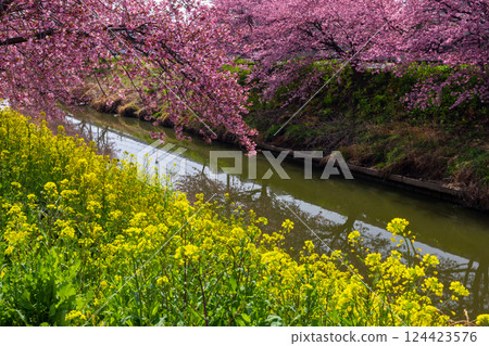 Washinomiya, Kuki City, Saitama Prefecture View of Kawazu cherry trees in full bloom and field of rape blossoms along the Aokebori River 124423576