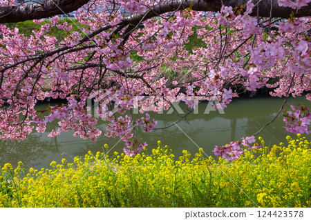 埼玉縣久喜市鷲宮 盛開的河津櫻花和青木堀川沿岸的油菜花田 124423578
