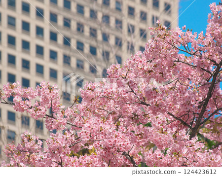 盛開的河津櫻花和城山信託大樓(2025年3月) 盛開的河津櫻花和城山信託大樓(2025年3月) 124423612