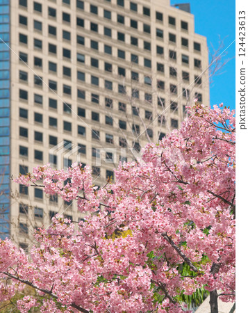 盛開的河津櫻花和城山信託大樓(2025年3月) 盛開的河津櫻花和城山信託大樓(2025年3月) 124423613