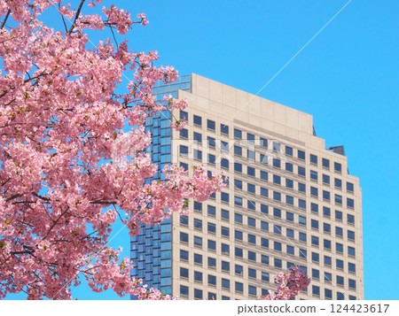 Kawazu cherry blossoms in full bloom and Shiroyama Trust Tower (March 2025) 124423617