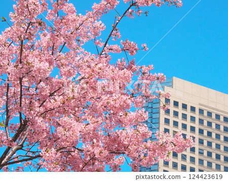 盛開的河津櫻花和城山信託大樓（2025年3月） 124423619