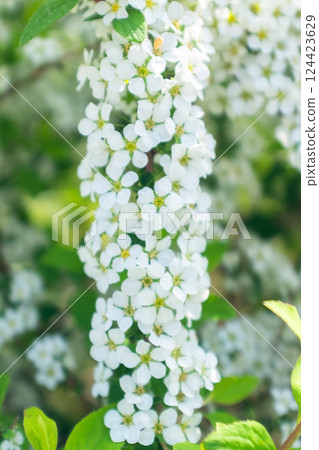 綠意中的白色繡線菊 綠意中的白色繡線菊 124423629