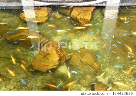 夏威夷的假期 124423659