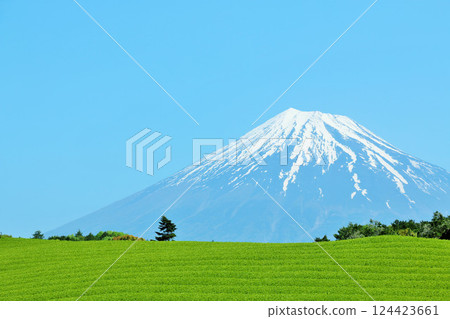 Blue sky of early summer and fresh green tea fields and Mt. Fuji Blue sky of early summer and fresh green tea fields and Mt. Fuji 124423661