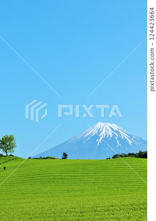 初夏藍天和新鮮的綠茶領域和富士山 124423664