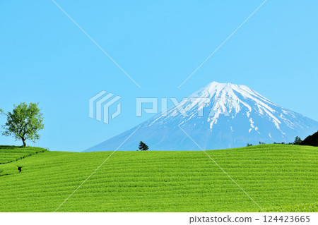Blue sky of early summer and fresh green tea fields and Mt. Fuji 124423665