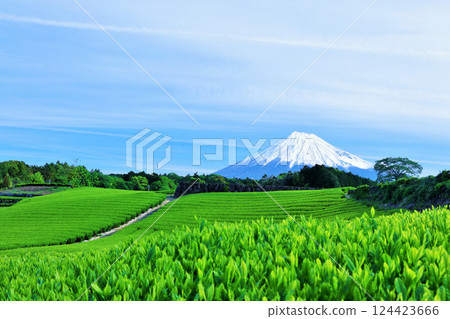 Blue sky of early summer and fresh green tea fields and Mt. Fuji 124423666