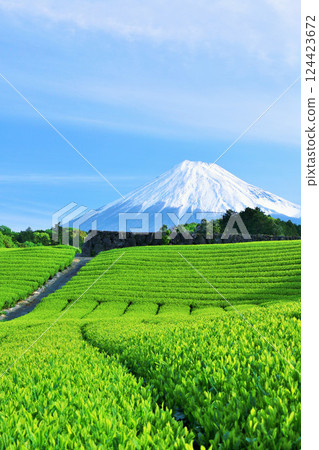 Blue sky of early summer and fresh green tea fields and Mt. Fuji 124423672