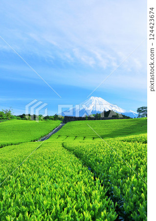 Blue sky of early summer and fresh green tea fields and Mt. Fuji Blue sky of early summer and fresh green tea fields and Mt. Fuji 124423674