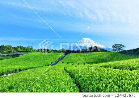 初夏藍天和新鮮的綠茶領域和富士山 124423675