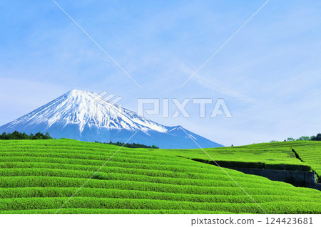 初夏藍天和新鮮的綠茶領域和富士山 124423681
