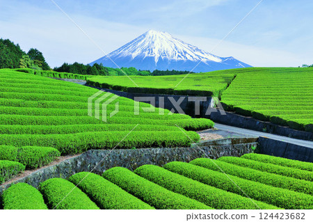 初夏藍天和新鮮的綠茶領域和富士山 124423682