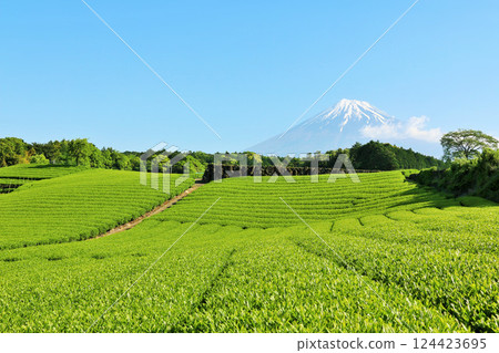 Blue sky of early summer and fresh green tea fields and Mt. Fuji Blue sky of early summer and fresh green tea fields and Mt. Fuji 124423695