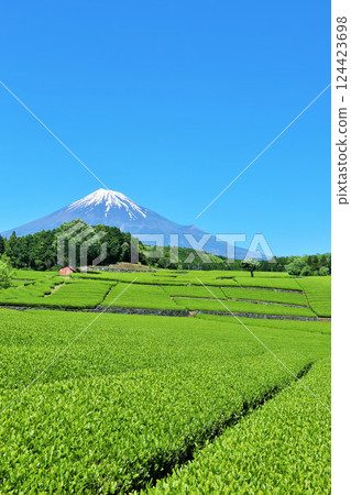 初夏藍天和新鮮的綠茶領域和富士山 124423698