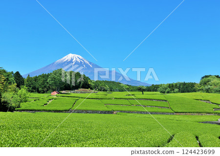 初夏藍天和新鮮的綠茶領域和富士山 124423699