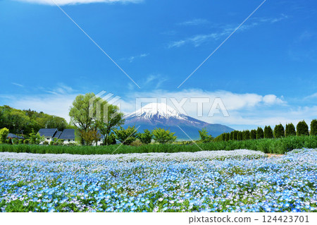 Early summer blue sky, full bloom nemophila and Mt.Fuji Early summer blue sky, full bloom nemophila and Mt.Fuji 124423701