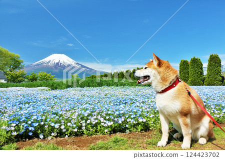 Nemophila and Shiba Inu in the blue sky and Mt. Fuji Nemophila and Shiba Inu in the blue sky and Mt. Fuji 124423702