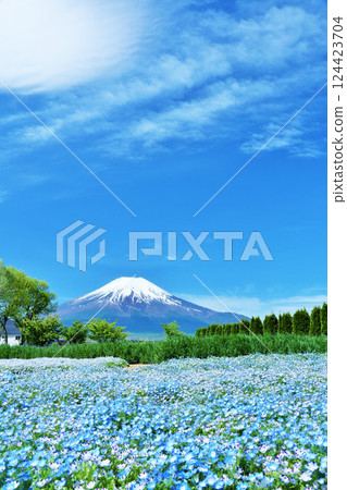 初夏的藍天，盛開的nemophila和富士山 124423704