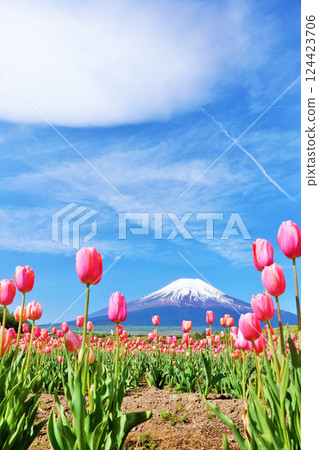 Spring blue sky and full bloom tulips and Mt. Fuji Spring blue sky and full bloom tulips and Mt. Fuji 124423706