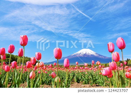 Spring blue sky and full bloom tulips and Mt. Fuji 124423707