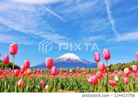 Spring blue sky and full bloom tulips and Mt. Fuji 124423708