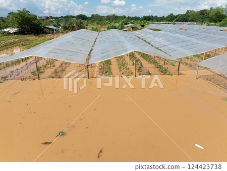 Flooding destroys roses and other flowers farm in Chiang Mai Thailand. Flooding destroys roses and other flowers farm in Chiang Mai Thailand. 124423738