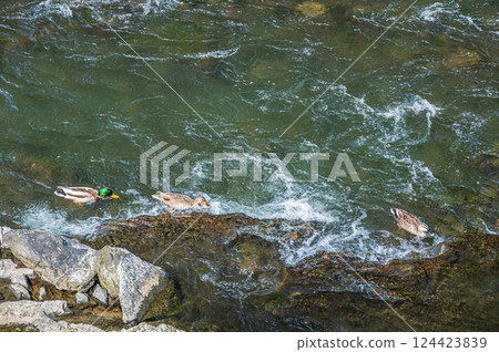 Uji River ducks, mallards and spot-billed ducks Uji River ducks, mallards and spot-billed ducks 124423839
