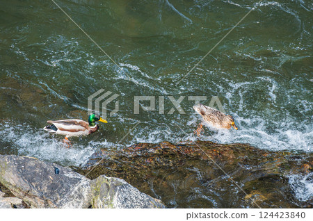 Uji River duck mallard 124423840