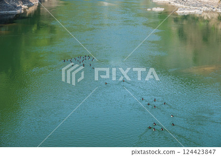 A flock of ducks swimming in the Uji River: Tufted ducks 124423847