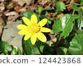 The marsh marigold blooms happily in the spring sunshine. The marsh marigold blooms happily in the spring sunshine. 124423868