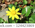 The marsh marigold blooms happily in the spring sunshine. The marsh marigold blooms happily in the spring sunshine. 124423869