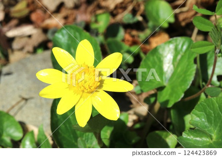 The marsh marigold blooms happily in the spring sunshine. 124423869