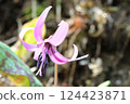 Spring is in full bloom! Katakuri (dogtooth violets) have started to bloom again this year. Spring is in full bloom! Katakuri (dogtooth violets) have started to bloom again this year. 124423871