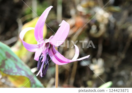 Spring is in full bloom! Katakuri (dogtooth violets) have started to bloom again this year. Spring is in full bloom! Katakuri (dogtooth violets) have started to bloom again this year. 124423871