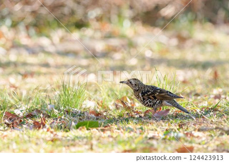 Tratumegi Tratumegi 124423913